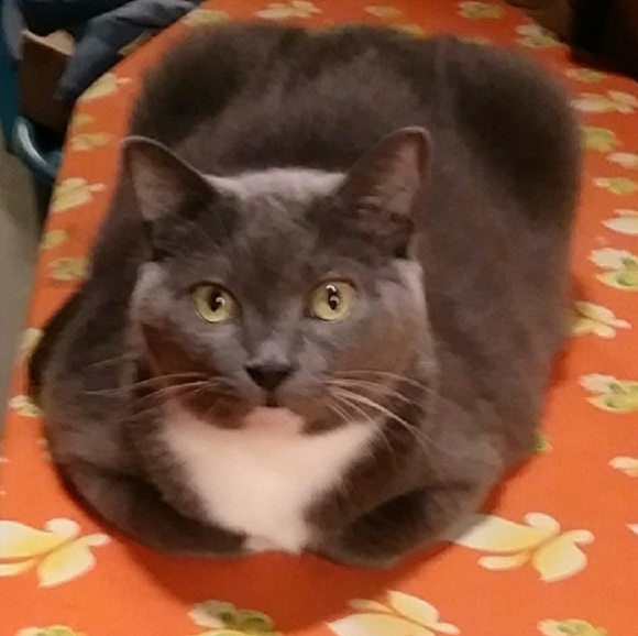 Meet your Posher, Albert - Picture 1 of 1